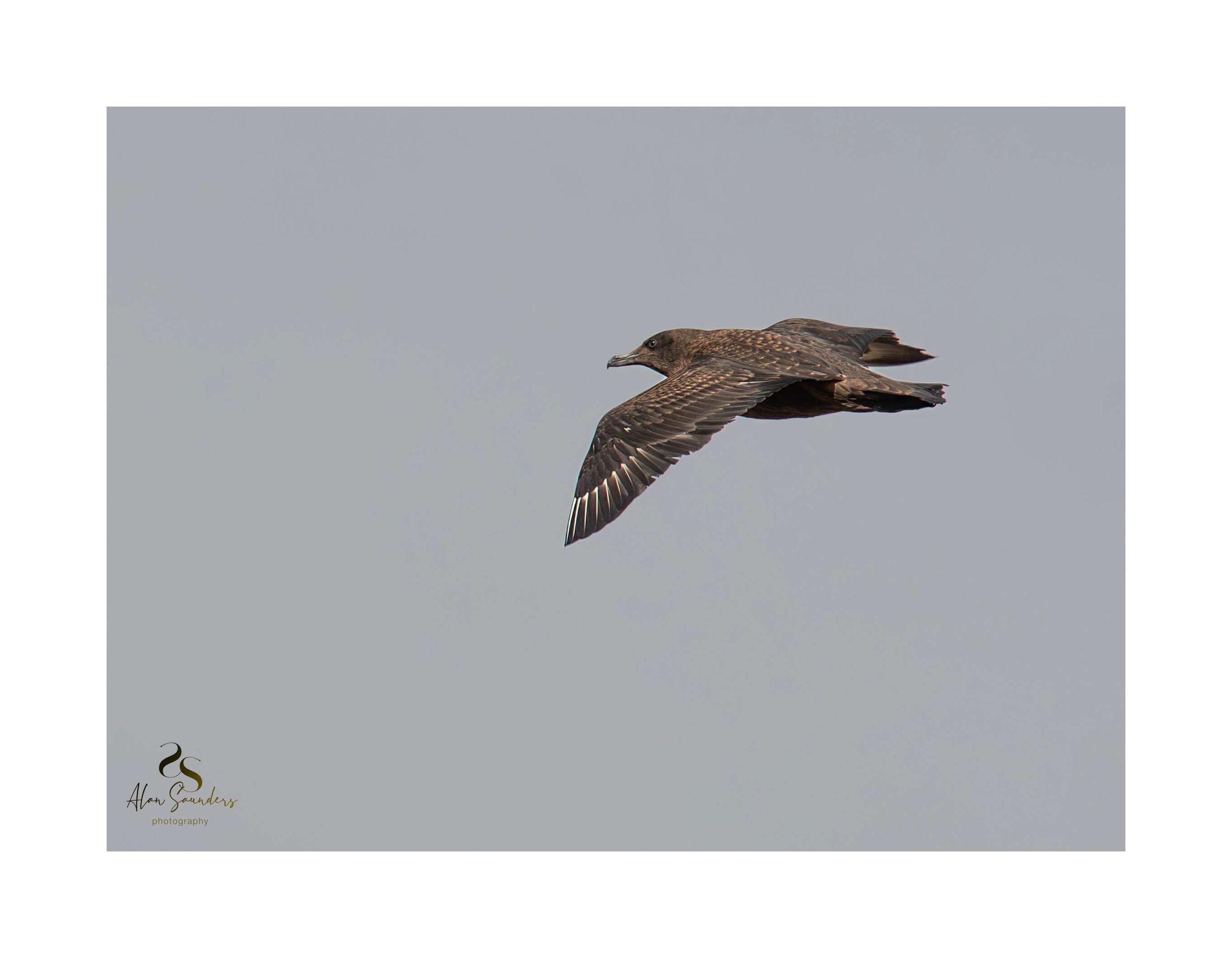 Great Skua 1