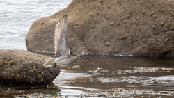 8 Whimbrel A2