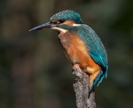 Common Kingfisher - River Mersey