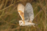 4 Barn Owl in flight