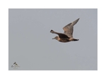 Great Skua 2