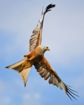 Red kite