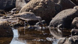 Whimbrel feeding