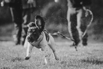 Dog in training Hedingham Hounds