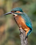Kingfisher (female)