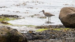 6 Whimbrel A2