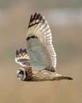 Short Eared Owl