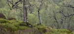 birth_woodland_spring
