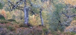 birch_woodland_autumn