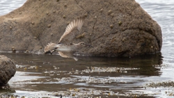 9 Whimbrel A2