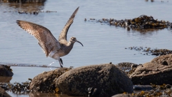 5 Whimbrel A2