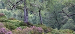 birch_woodland_summer