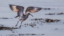 3 Whimbrel A2