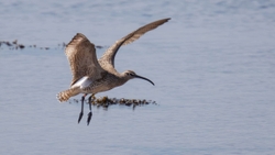 4 Whimbrel A2