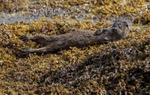 Eurasian Otter - isle of mull