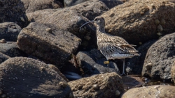 2 Whimbrel A2