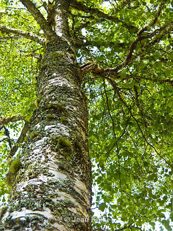 Tree - P1120160 - Trees