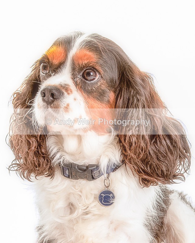 20131117-_MG_5246-2634-2655-2679 - Pets