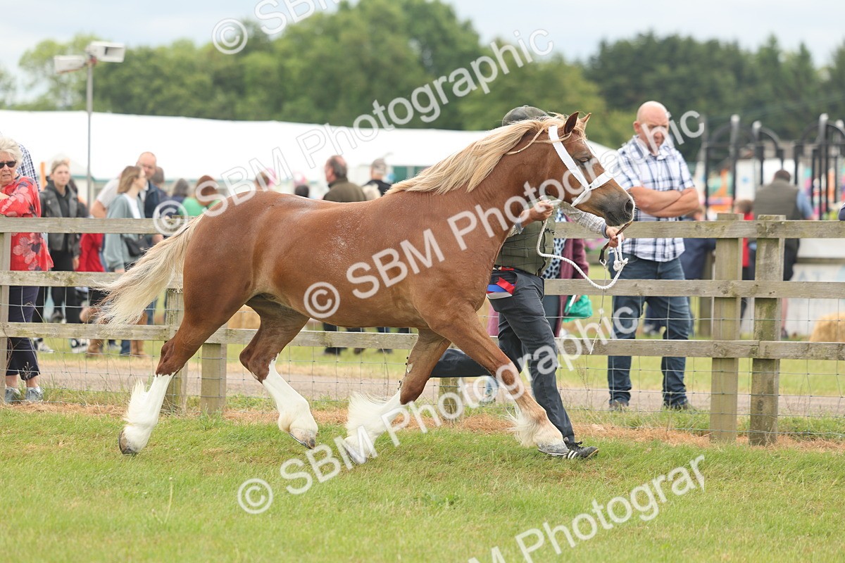 SBM_04999 - Class 50-57 - M&M Welsh Pony In Hand