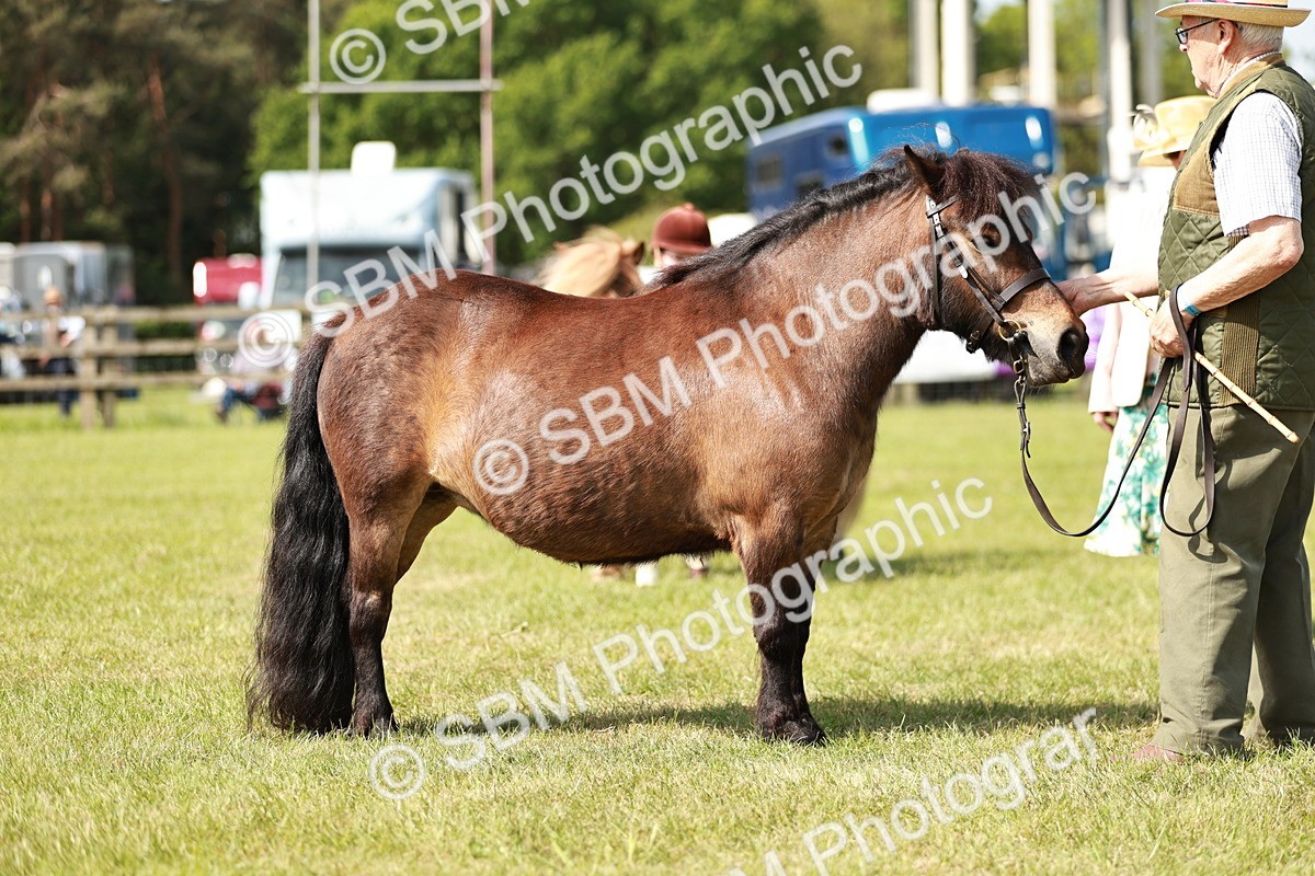 SBM_01835 - Class 14-23 - Mountain & Moorland In Hand Non Welsh