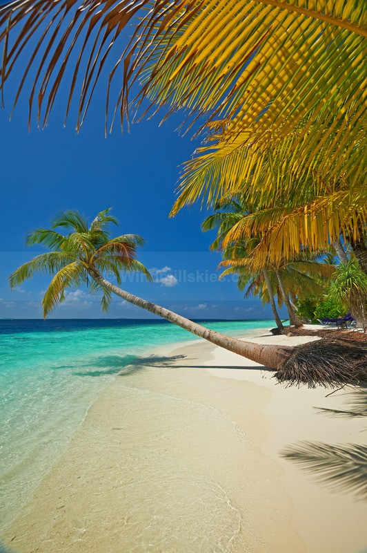 0124_79 - Maldives