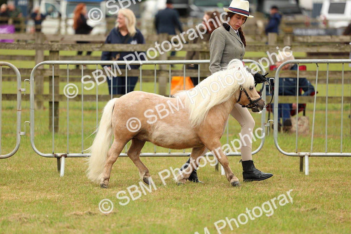 SBM_03501 - Class 58-67 - M&M Non Welsh Pony In hand
