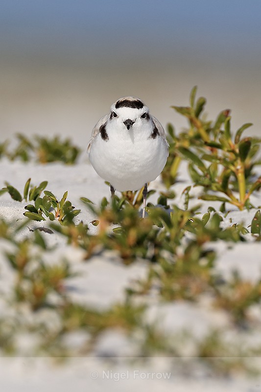 Snowy Plover, Fort De Soto Park, Florida - Snowy Plover