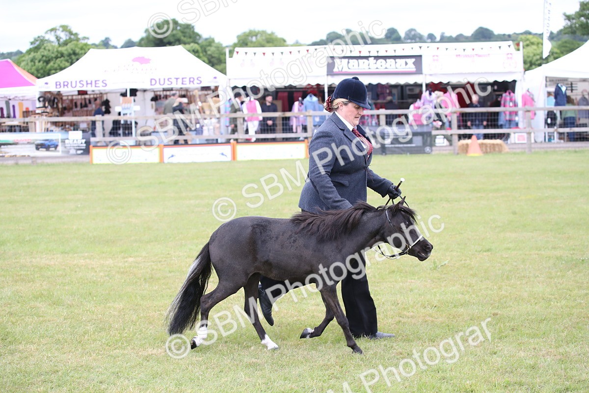 SBM_03501 - Class 23-25 - British Miniature Horse of the Year