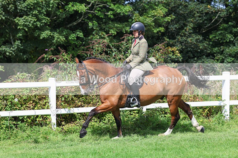 3E7A8687 - Class 5: Working Show Horse