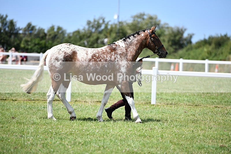 DSC_7474 - Class 63: Coloured Horse Youngstock