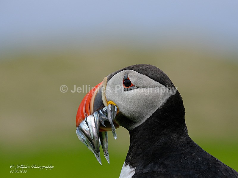  - Wildlife and Nature