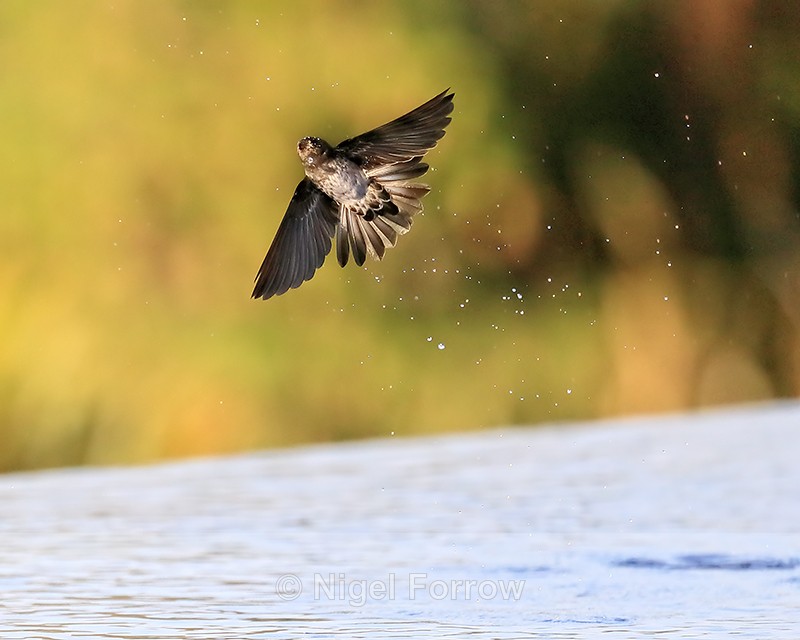 Flying Cave Swiftlet climbs steeply from water, Bali, Indonesia - Cave Swiftlet