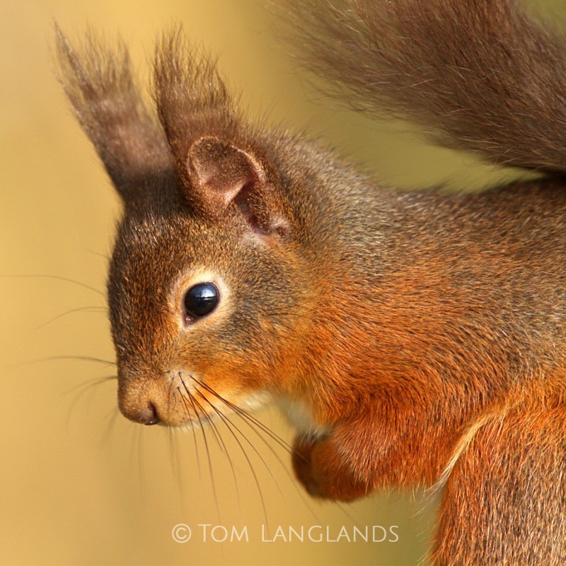 Red Squirrel - Red Squirrels