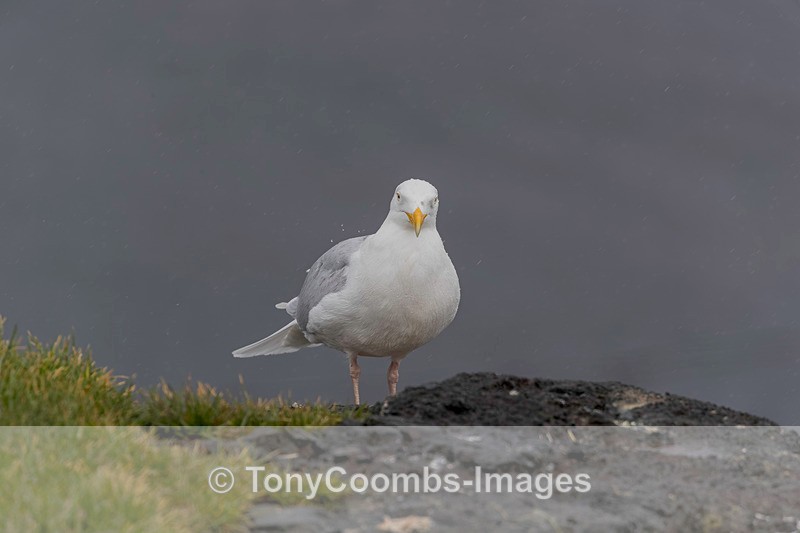 Glaucous Gull - Iceland