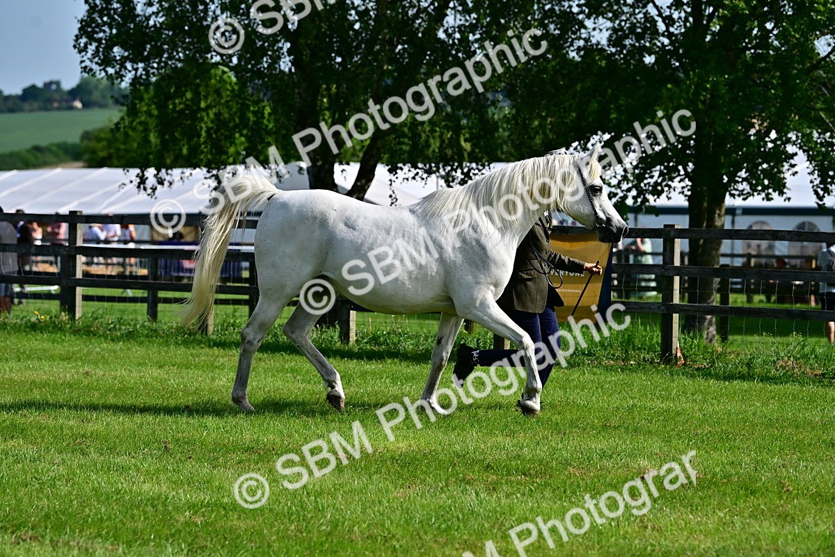SBM_01050 - Class 46-49 - Arab and Part Bed-Anglo Arab In Hand
