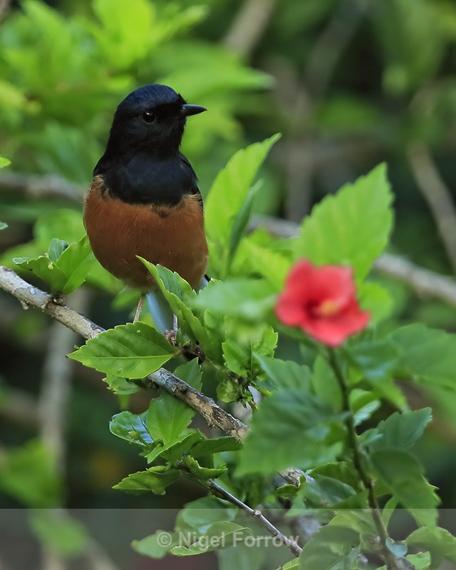 White-rumped Shama (male), Kauai - White-rumped Shama