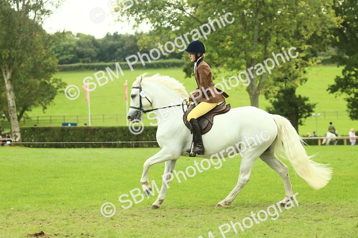 SBM_72177 - S60 - Mountain & Moorland Ridden Large Breeds