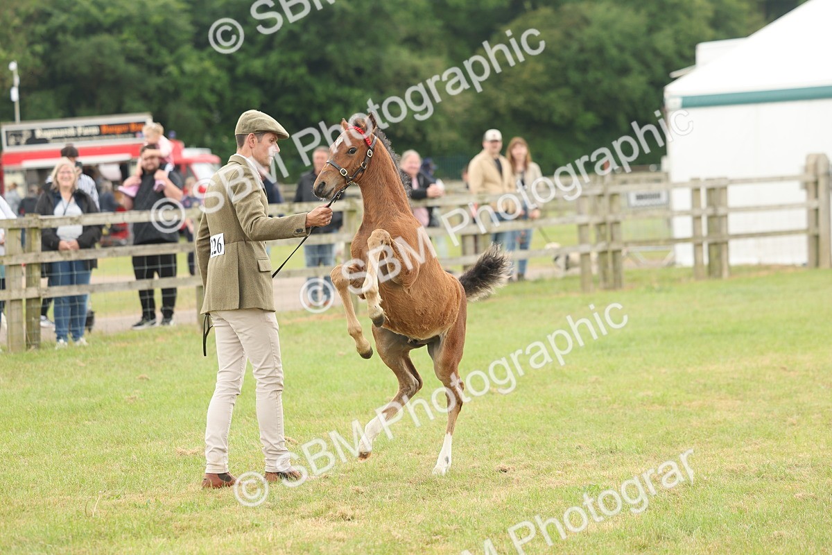 SBM_05516 - Class 68-73 - Riding Pony Breeding