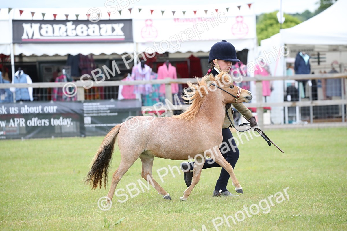 SBM_03515 - Class 23-25 - British Miniature Horse of the Year