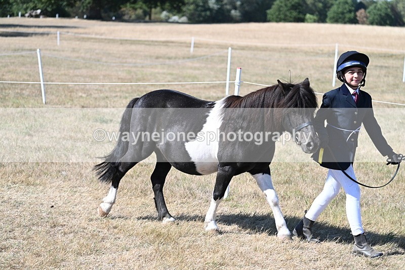 WJ7_1730 - Class 42 Most Handsome Gelding