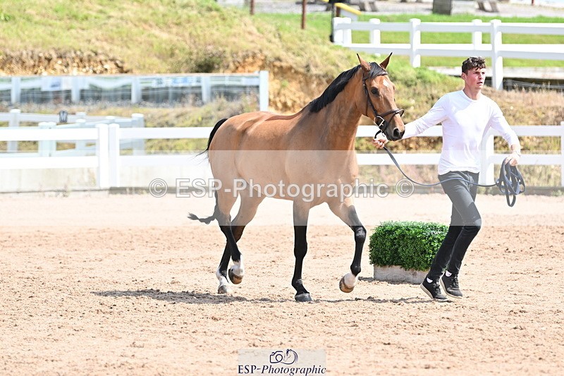 240717A-151643-02708 - Trot Up 3pm to 4pm
