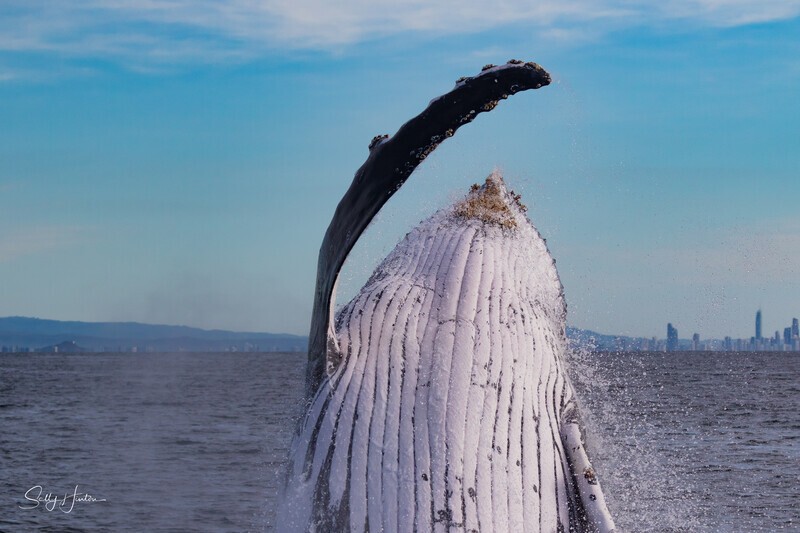 Close Breach. 0A3A1927 - Humpback Whales