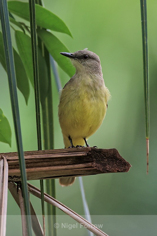 Cattle Tyrant front view, Brazil - Cattle Tyrant