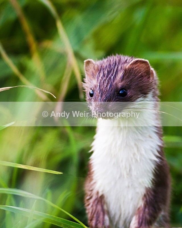 20091023-405 - Mammals