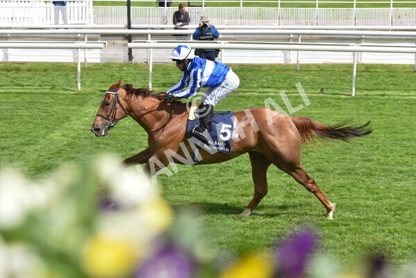 yr13052021r2-16 - Race 2 2.10pm Al Basti Equiworld Dubai Middleton Fillies' Stakes