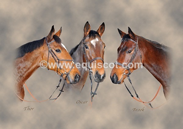 MONTAGE1 - 3 racehorses montage