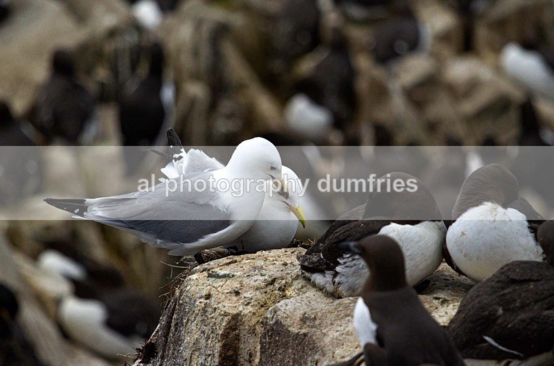 _CNP0495 - Farne Isles