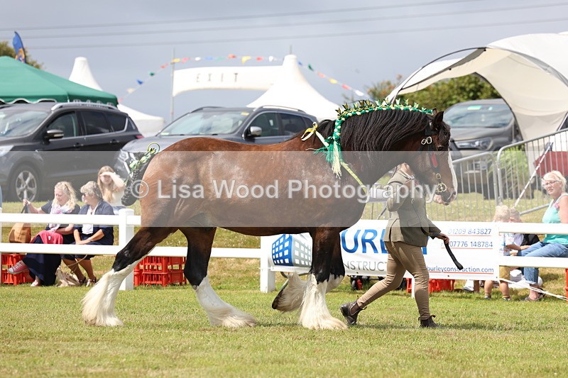 3E7A0711 - Class 7: Heavy Horse In Hand