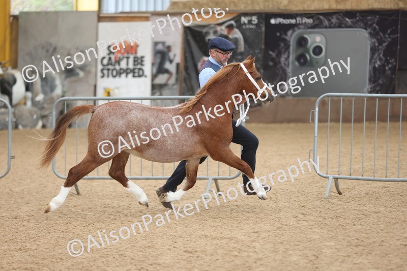 20251109-0495 - Class 18 - Yearling, Colt, Filly or Gelding