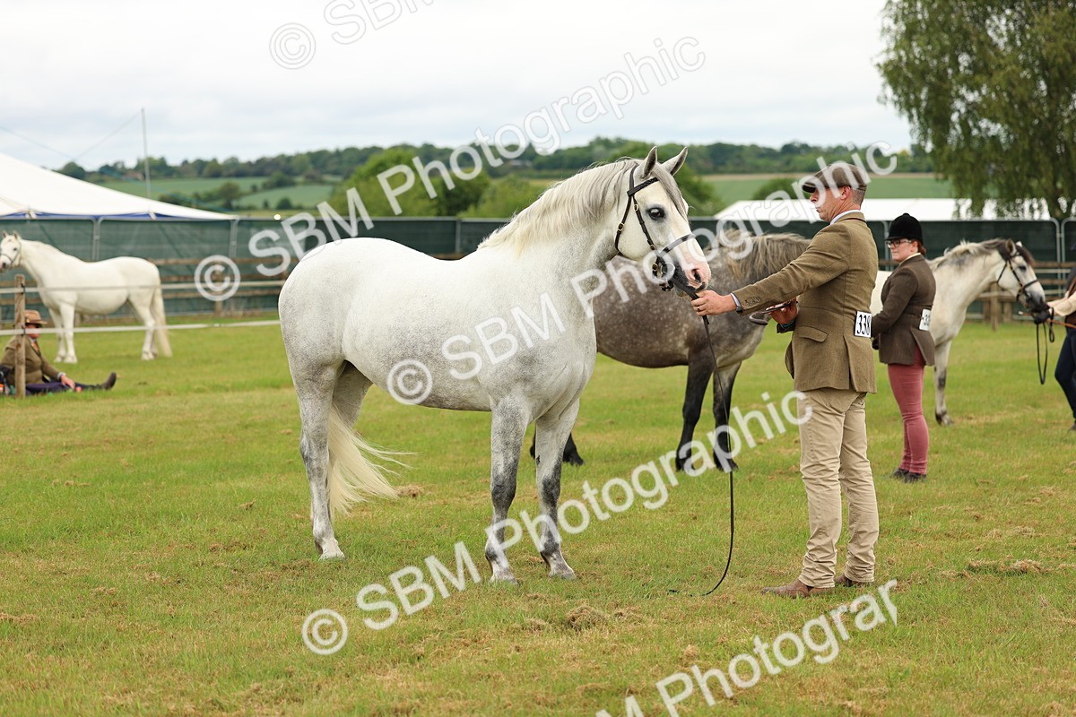 SBM_04079 - Class 64-67 - Shetland Pony In Hand